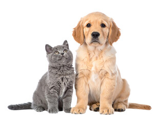 Obraz premium Golden Retriever Puppy and Gray Kitten Sitting Side by Side Looking Up, Isolated on Transparent Background