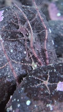 At night, under the sea, Ophiura snake-tails writhe and crawl across the jagged rocks searching for food. Star-like forms are visible in the light.