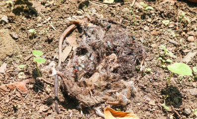 dead rat carcasses that have been eaten by flies and decomposers. Dead rats on the ground