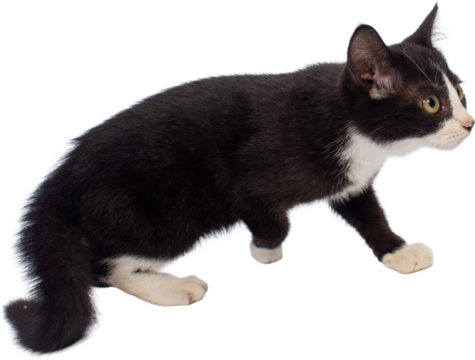 Black and White Kitten on Transparent Background