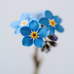 Closeup Of Blue Forget-Me-Not Flowers