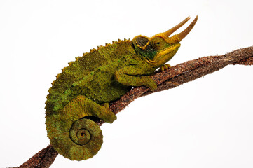 Jackson’s chameleon // Dreihorn-Chamäleon (Trioceros jacksonii xantholophus) - Kenya