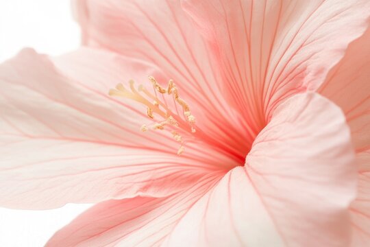A vibrant pink hibiscus flower with a yellow center and delicate petals, set against a backdrop of lush green leaves.