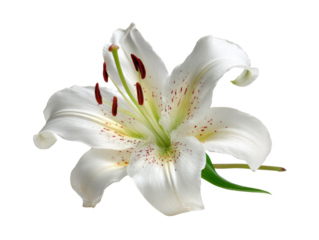 Beautiful white lily flower with delicate petals and vibrant red stamens, symbolizing purity and elegance