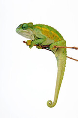 Coarse chameleon // Raues Bergchamäleon (Trioceros rudis) 