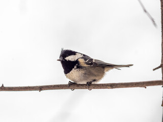 Beautiful bird Coal tit, lat. Periparus ater, sitting on a branch without leaves in the autumn or winter.