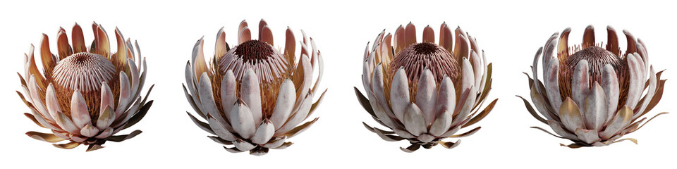 Set for Four Beautiful Protea Flowers in a Row isolated on transparent background