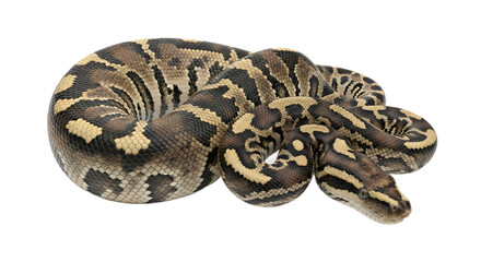 Fototapeta premium Royal python coiled a non venomous snake with brown and tan markings isolated on white background