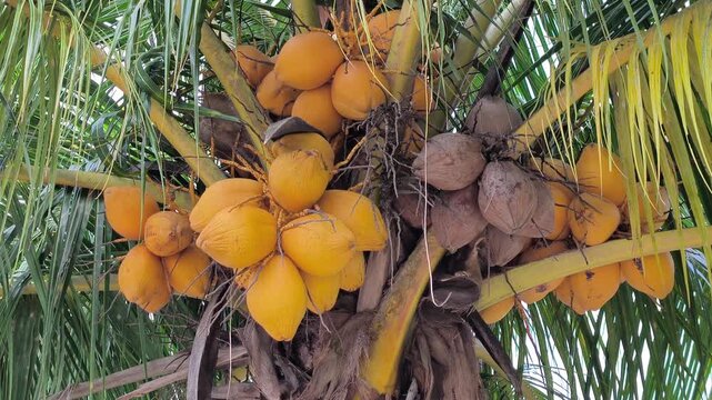 A Yellow Coconut (Kelapa Gading or Cocos nucifera) is featured on the palm. Its golden-yellow husk makes it a popular choice for both ornamental planting and fresh fruit harvesting.