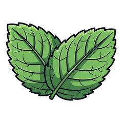 Two green mint leaves with veins and serrated edges