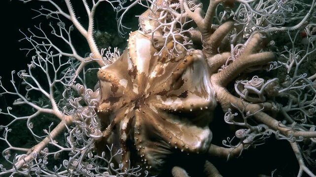 This deep sea expedition reveals Gorgonocephalus eucnemis, also known as Gorgon's head seastar, actively feeding. Branching arms extend to capture plankton and other organic matter from water.