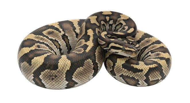 Ball python coiled a reptile with brown and tan markings isolated on white