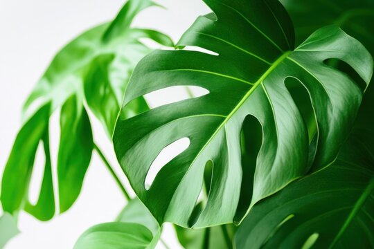 A lush green monster with large, jagged leaves and sharp teeth, standing in a vibrant jungle setting with a backdrop of towering trees and a clear blue sky.