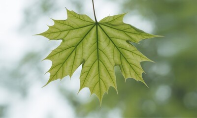 Close-up of a light green maple leaf, hanging in the air, with a soft-focus background of out-of-focus greenery and light