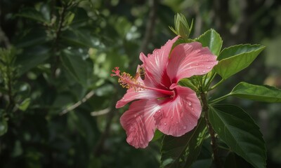 Obraz premium Close-up of a vibrant pink hibiscus flower with water droplets, surrounded by lush green foliage