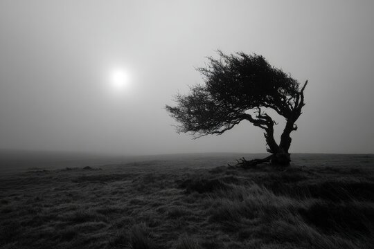Windswept Tree In Misty Field