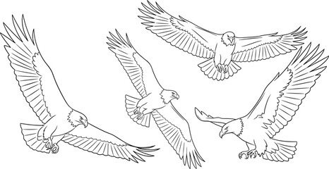 Flying eagle silhouette vector, hunting bird pose, majestic raptor wings spread, wildlife predator art, black and white drawing