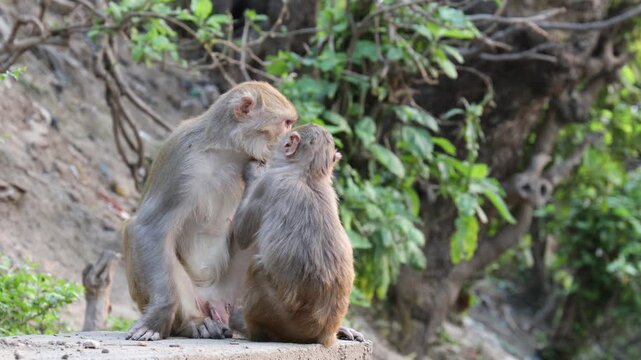 Macaca mulatta (rhesus macaque) in natural habitat. Wild monkey grooming, sitting on rock, detailed fur texture, daylight, animal behavior, wildlife stock video 4k. Monkeys in the wild nature