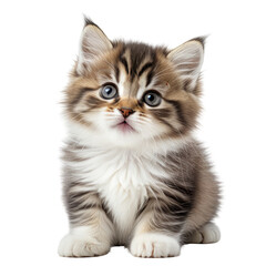 Adorable kitten sits, looking up with big blue eyes on a black background