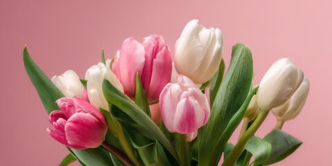 The Tulips Pink and White Bouquet on Soft Pastel Background for Spring Decoration