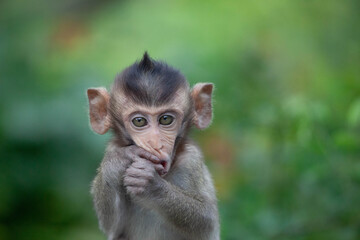 可愛いサル