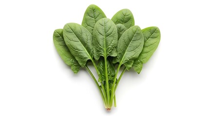 Fresh spinach leaves isolated on white background