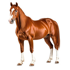 Naklejka premium Chestnut horse with white blaze stands tall on black background