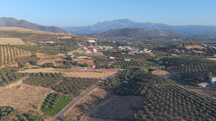 Crete North Region during summer with Olive trees during dry season