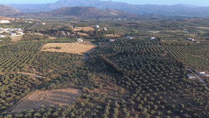 Crete North Region during summer with Olive trees during dry season