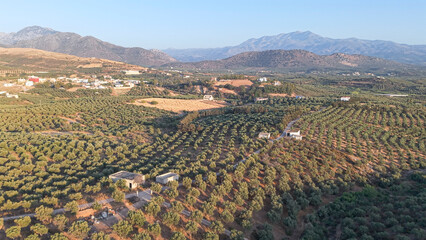 Crete North Region during summer with Olive trees during dry season