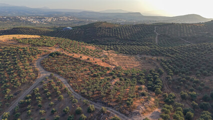 Crete North Region during summer with Olive trees during dry season