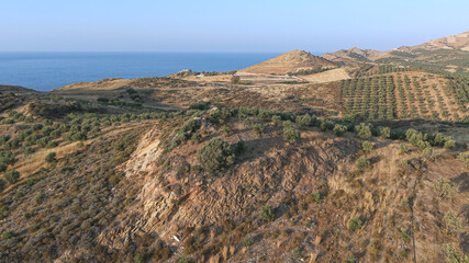 Crete North Region during summer with Olive trees during dry season