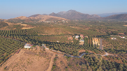 Crete North Region during summer with Olive trees during dry season