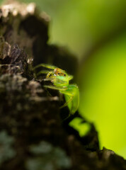 Vibrant Green Jumping Spider Macro