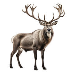 Fototapeta premium Majestic reindeer with grand antlers, standing against a black backdrop