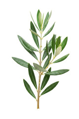 Fototapeta premium Fresh Olive Branch with Leaves, Generative AI