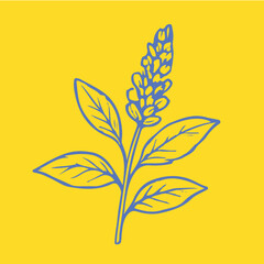 Botanical-style drawings of healing plants