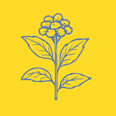 Botanical-style drawings of healing plants