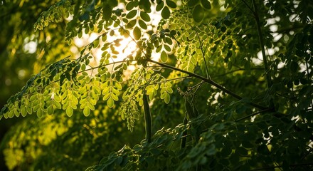 Fototapeta premium Golden Hour Glow Sunlight Filtering Through Moringa Leaves