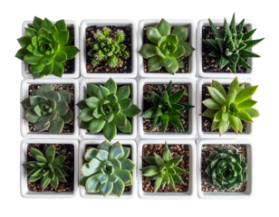 Minimalist White Ceramic Planters with Succulent Plants Top-Down View, Transparent PNG