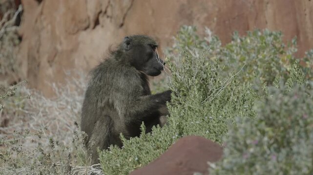 a female chacma baboon forages on a bushes leaves at twyfelfontein in namibia