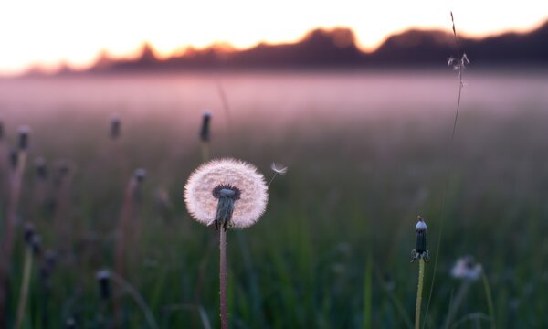 Soft sunset light on a field of dandelions