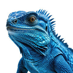 Fototapeta premium Striking blue iguana headshot with intricate scale detail