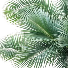 Obraz premium Palm leaves close-up, vibrant green fronds fanning out. Serene foliage