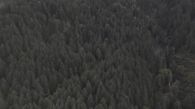 Close-up aerial view of Fairy Forest in Pulga, Parvati Valley, Himachal Pradesh, featuring dense autumn pine and deodar trees with a clear mountain stream flowing below and clouds drifting over rocky 