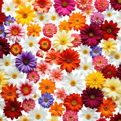 Fototapeta premium Colorful floral background with daisy-like flowers in vibrant hues