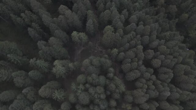 Top-down aerial view of Fairy Forest in Pulga, Parvati Valley, Himachal Pradesh, showing dense pine and deodar trees with a clear stream cutting through the autumn landscape and rocky peaks beyond.