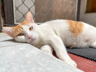 Portrait of comfortable white ginger cat resting on the floor lying down on the floor looking at the camera.