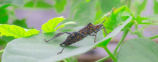 A kissing bug closeup, a small insect pest on a vibrant green plant leaf in nature's garden during summer,macro,cover page,cover space