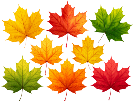 Set of Autumn Maple Leaves in Gradient from Green to Red, Isolated on Transparent Background PNG - Powered by Adobe